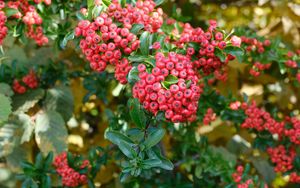 Preview wallpaper pyracantha, berries, leaves, macro