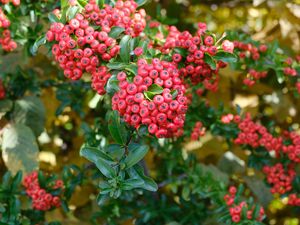 Preview wallpaper pyracantha, berries, leaves, macro