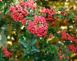 Preview wallpaper pyracantha, berries, leaves, macro