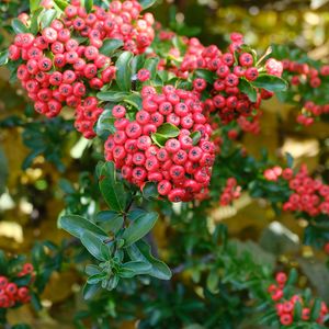 Preview wallpaper pyracantha, berries, leaves, macro