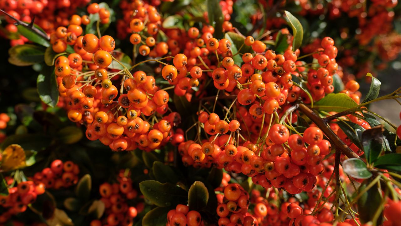 Wallpaper pyracantha, berries, leaves, macro, orange