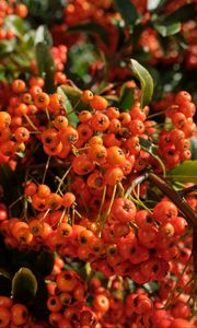 Preview wallpaper pyracantha, berries, leaves, macro, orange