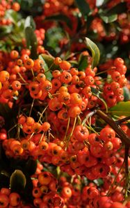 Preview wallpaper pyracantha, berries, leaves, macro, orange