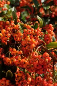 Preview wallpaper pyracantha, berries, leaves, macro, orange