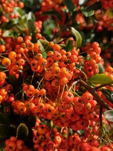 Preview wallpaper pyracantha, berries, leaves, macro, orange