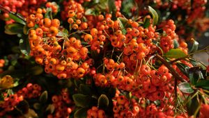 Preview wallpaper pyracantha, berries, leaves, macro, orange