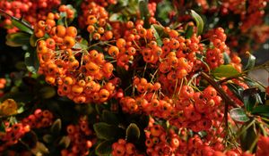 Preview wallpaper pyracantha, berries, leaves, macro, orange