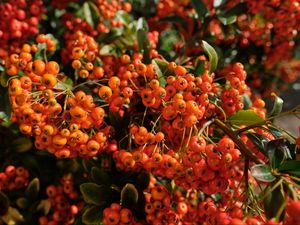 Preview wallpaper pyracantha, berries, leaves, macro, orange