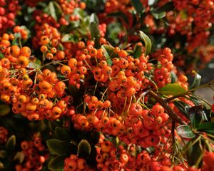 Preview wallpaper pyracantha, berries, leaves, macro, orange