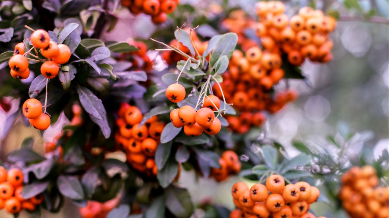 Wallpaper pyracantha, berries, orange, leaves, macro