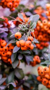 Preview wallpaper pyracantha, berries, orange, leaves, macro