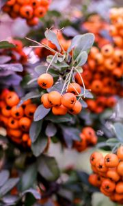 Preview wallpaper pyracantha, berries, orange, leaves, macro