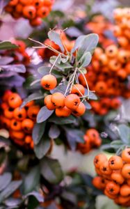 Preview wallpaper pyracantha, berries, orange, leaves, macro