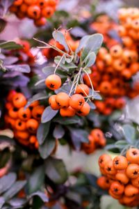 Preview wallpaper pyracantha, berries, orange, leaves, macro