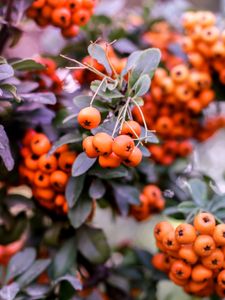 Preview wallpaper pyracantha, berries, orange, leaves, macro