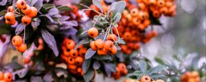 Preview wallpaper pyracantha, berries, orange, leaves, macro