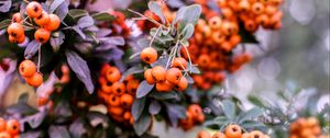 Preview wallpaper pyracantha, berries, orange, leaves, macro