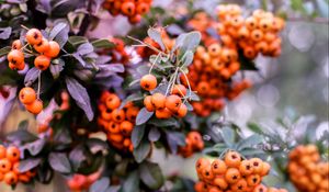 Preview wallpaper pyracantha, berries, orange, leaves, macro