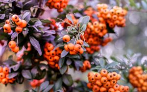 Preview wallpaper pyracantha, berries, orange, leaves, macro