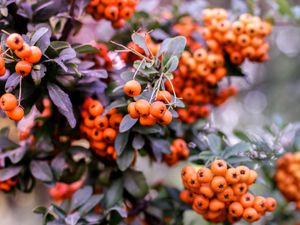 Preview wallpaper pyracantha, berries, orange, leaves, macro