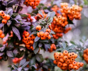 Preview wallpaper pyracantha, berries, orange, leaves, macro