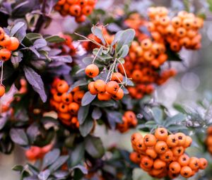 Preview wallpaper pyracantha, berries, orange, leaves, macro