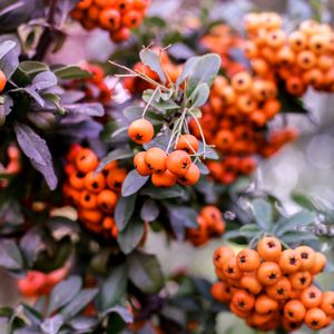 Preview wallpaper pyracantha, berries, orange, leaves, macro