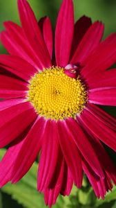 Preview wallpaper pyrethrum, chamomile, flower, petals, red, macro