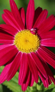 Preview wallpaper pyrethrum, chamomile, flower, petals, red, macro