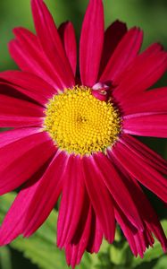 Preview wallpaper pyrethrum, chamomile, flower, petals, red, macro