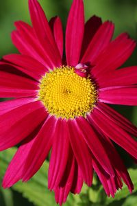 Preview wallpaper pyrethrum, chamomile, flower, petals, red, macro