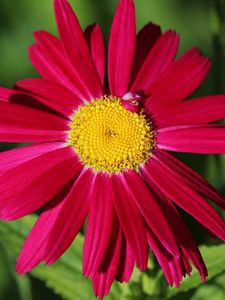 Preview wallpaper pyrethrum, chamomile, flower, petals, red, macro