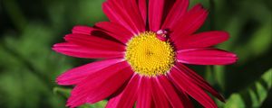 Preview wallpaper pyrethrum, chamomile, flower, petals, red, macro