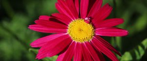 Preview wallpaper pyrethrum, chamomile, flower, petals, red, macro