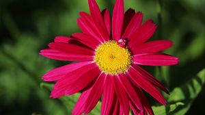 Preview wallpaper pyrethrum, chamomile, flower, petals, red, macro