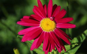 Preview wallpaper pyrethrum, chamomile, flower, petals, red, macro