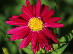 Preview wallpaper pyrethrum, chamomile, flower, petals, red, macro