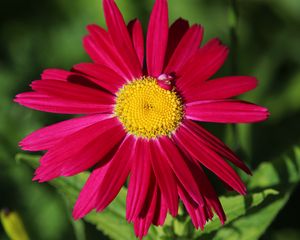 Preview wallpaper pyrethrum, chamomile, flower, petals, red, macro