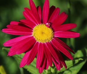 Preview wallpaper pyrethrum, chamomile, flower, petals, red, macro
