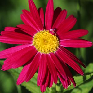 Preview wallpaper pyrethrum, chamomile, flower, petals, red, macro