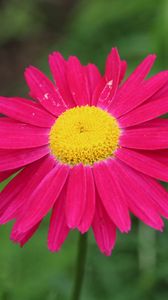 Preview wallpaper pyrethrum, flower, pink, petals