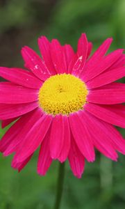 Preview wallpaper pyrethrum, flower, pink, petals