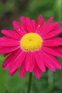 Preview wallpaper pyrethrum, flower, pink, petals