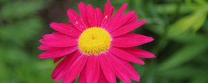 Preview wallpaper pyrethrum, flower, pink, petals