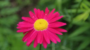 Preview wallpaper pyrethrum, flower, pink, petals