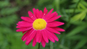 Preview wallpaper pyrethrum, flower, pink, petals