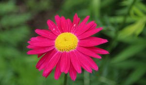 Preview wallpaper pyrethrum, flower, pink, petals