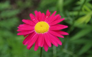 Preview wallpaper pyrethrum, flower, pink, petals