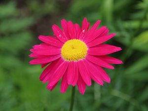 Preview wallpaper pyrethrum, flower, pink, petals