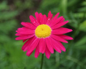 Preview wallpaper pyrethrum, flower, pink, petals